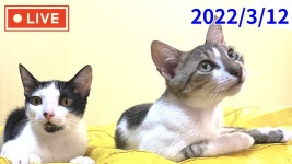 【LIVE】保護子猫達の様子を生配信😸2023年3月12日（日）＃保護子猫＃先住子猫 Live streaming of how are living the... 