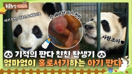 동물농장 친친 이야기 - 푸바오 마이너 갤러리