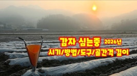 방법 2026년 감자 심는날 영하5도 수미감자 감물감자 괴산감자 충북 괴산 감물 귀농 14년차 풀뿌리농장 석성수 아름다운 농촌 풍경 [감자재배방법]