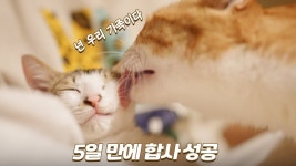 네이버 인플루언서 [네이버 인플루언서] 금쪽이 새끼고양이가 사랑받더니 달라졌어요