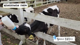 네이버 인플루언서 [네이버 인플루언서] 용인 농도원 목장 아이와 당일치기 국내여행지 추천