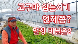 네이버 인플루언서 [네이버 인플루언서] 풀뿌리농장의 고구마심는시기