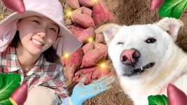 귀여운 농촌 누나 - 여자 아이돌 마이너 갤러리