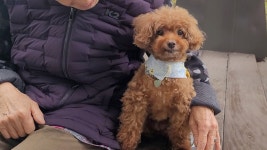 네이버 인플루언서 [네이버 인플루언서] 깡촌 시골 할머니와 도시 강아지가 함께 살면 생기는 일 ㅋㅋㅋ