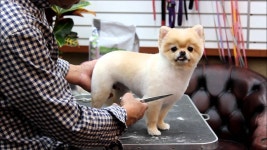 윤형석애견미용원James Dog grooming Salon광주 남구 사동107-5양림파출소옆T.0... | Doovi 윤형석애견미용원James Dog grooming... 