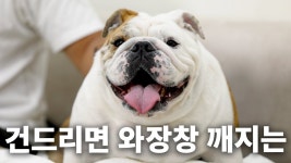? 원래 이런품종이냐 - 멍멍이 갤러리