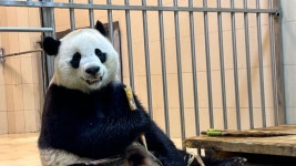 워싱턴D.C. 국립동물원 메이샹 가족 중국 선수핑 기지 도착 - 푸바오 마이너 갤러리