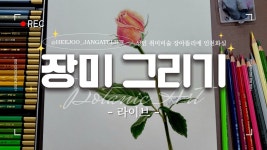 네이버 인플루언서 [네이버 인플루언서] 수채 색연필 장미 그리기-라이브