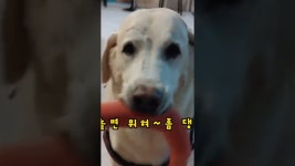 퍼피앤커피 - YouTube