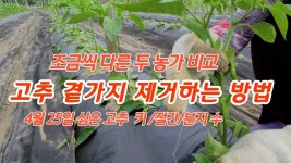 네이버 인플루언서 [네이버 인플루언서] 풀뿌리농장의 고구마심기