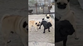 piseth ros - YouTube