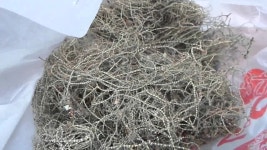 산삼나라 연속 꽝 산행 소나무겨우살이 송라로 한번에 만회합니다 | Doovi 산삼나라 연속 꽝 산행 소나무겨우살이 송라로 한번에 만회합니다