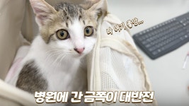 네이버 인플루언서 [네이버 인플루언서] 병원에서도 절대 쫄지 않는 금쪽이 새끼고양이