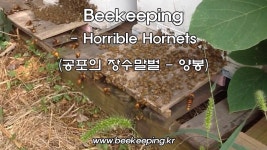 Beekeeping - Horrible Hornets (공포의 장수말벌 - 양봉) | Doovi Beekeeping - Horrible Hornets (공포의 장수말벌 - 양봉)