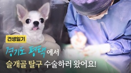 네이버 인플루언서 [네이버 인플루언서] 경기도 평택에서 슬개골 탈구 수술하러 왔어요! | 견생일기 EP.50