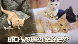 네이버 인플루언서 [네이버 인플루언서] 바다 야생 고양이에서 집냥이로 얼마나 변화했을까요?
