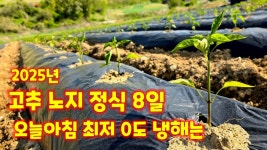 네이버 인플루언서 [네이버 인플루언서] 고추 노지 정식 8일 괴산 아침 최저 0도 냉해 입은 고추 관리 괴산청결고추 충북 괴산 풀뿌리농장 #shorts