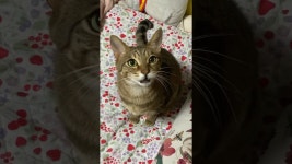 네이버 인플루언서 [네이버 인플루언서] 집사의 늦은 귀가에 화내면서 앵기는 고양이 구경하고 가세요🤭... 