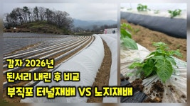 부직포 터널재배 4월 10일 심은지 41일 부직포 씌운곳 안씌운곳 비교해 보니 괴산감자 감물감자 충북 괴산군 감물면 풀뿌리농장 [감자재배방법]