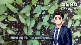 네이버 인플루언서 [네이버 인플루언서] 흥농상사는 고추육묘 상담중