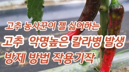 네이버 인플루언서 [네이버 인플루언서] 풀뿌리농장의 고추농약