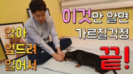 네이버 인플루언서 [네이버 인플루언서] 손선생의 말티즈