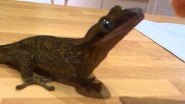 님들아 제발 이거 봐보셈 ㅠ - 리버풀 FC 마이너 갤러리