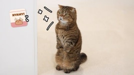 네이버 인플루언서 [네이버 인플루언서] 드디어 루루 고양이 훈련에 성공했습니다.