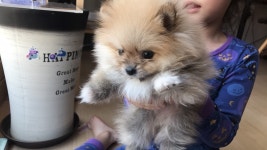 [실시간방송] 라임이 강아지 뽀뽀에요! 애견 훈련시키기 쉽지 않아요ㅠㅠ - YouTube [실시간방송] 라임이 강아지 뽀뽀에요! 애견 훈련시키기... 