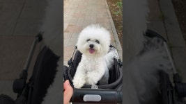 뽀숑 bboshong20 - YouTube