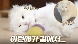 네이버 인플루언서 [네이버 인플루언서] 길에서 구조한 유기묘의 놀라운 집냥이 적응력! 뭐 이런 애가 다 있죠???