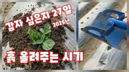 인플루언서] 감자 심은지 27일 생육상태 북주는 시기 즙 흙 올려주는 시기 수미감자 감물감자 괴산감자 충북 괴산 풀뿌리농장 [감자재배방법]