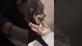 네이버 인플루언서 [네이버 인플루언서] #shorts 오늘도 빡빡 씻김 당하는 강아지ㅋㅋ #멍빨 #대박이 #진돗개