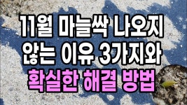 네이버 인플루언서 [네이버 인플루언서] 11월 마늘싹 나오지 않는 이유 3가지와 확실한 해결 방법