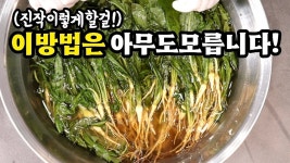 네이버 인플루언서 [네이버 인플루언서] 💥고들빼기쓴맛! 소금과 ✔이것!으로 빼보세요❗잊지못할맛입니다💯