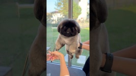 네이버 인플루언서 [네이버 인플루언서] 인형 들고 뭐하세요??? #doglover  #강아지 #puppy #cutedog #페키니즈 #pekingese