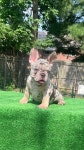 Queen City Bullys - YouTube