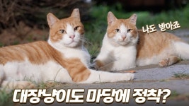 네이버 인플루언서 [네이버 인플루언서] 매일 맛있는 밥 줬더니 서로 미워하던 길냥이들이 절친이 되었다