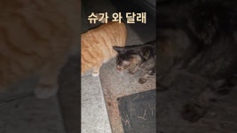 네이버 인플루언서 [네이버 인플루언서] 슈가 와 달래 #세상의모든고양이와강아지 #고양이 #천상계