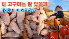 네이버 인플루언서 [네이버 인플루언서] 🔴 햇고구마 쪄서 먹고 튀겨 먹고... 어떤 고구마가 맛있을까