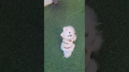 강아지트TV - YouTube