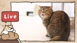 네이버 인플루언서 [네이버 인플루언서] 루루 앞에 캣닢 토끼가 나타났다!!