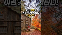 강원도 평창 여행 코스 가볼만한곳 싹다모음 (가을 여행지, 웰컴투 동막골 촬영지, 육십마지기 목장, 광천선굴 동굴, 평창 카페 맛집 등)