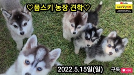 여기 켄넬? 영상인데 한번만 봐주고 평가 해주라 - 멍멍이 갤러리