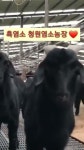 월평동 만수흑염소 수육과 볶음밥😋👍👍 - YouTube 월평동 만수흑염소 수육과 볶음밥😋👍👍