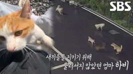 고전) 동물농장 하비 - 야옹이 갤러리