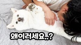 네이버 인플루언서 [네이버 인플루언서] 강아지 문제행동을 막는 신박한 방법 ㅋㅋㅋ