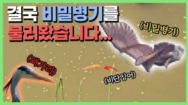 네이버 인플루언서 [네이버 인플루언서] 잉어는 무지하게 커졌는데 천적이 떴습니다.. [은별 둠벙 10]