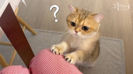 네이버 인플루언서 [네이버 인플루언서] 아빠 어딨냥? 😿 병원에 실려간 아빠를 찾는 고양이 | 집사 응급실