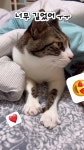 껌응고양이 - YouTube